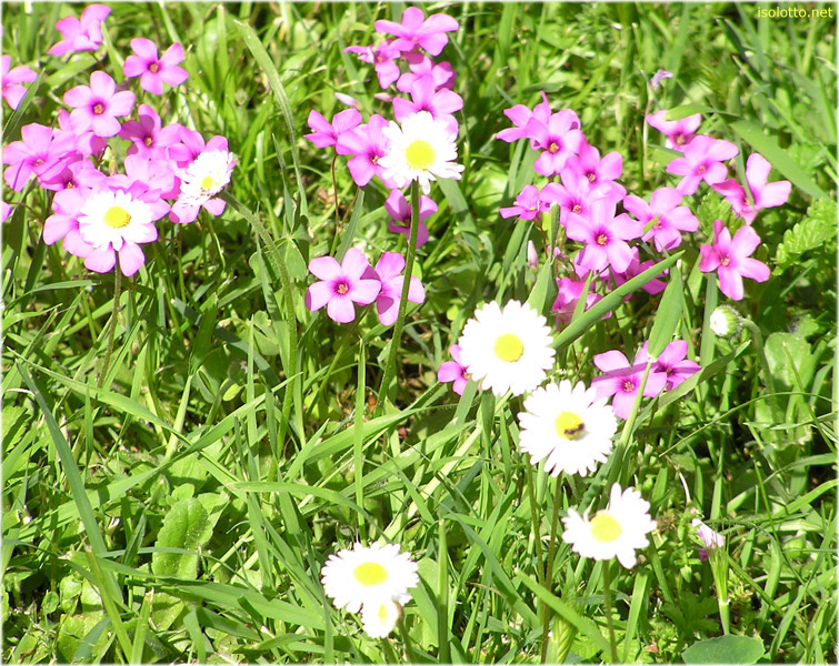 fiori